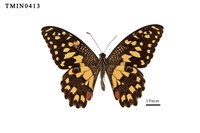 藏品(花鳳蝶)的圖片